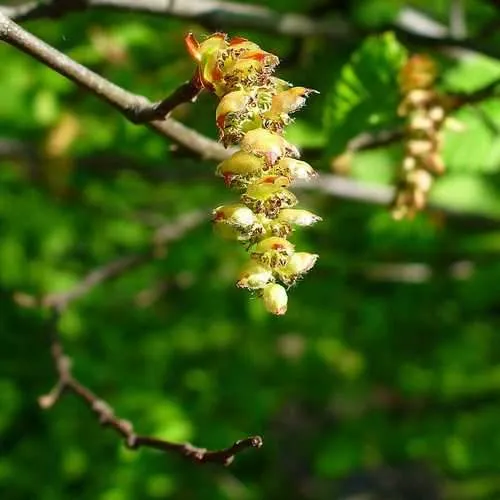 Carpinus betulus - Hornbeam