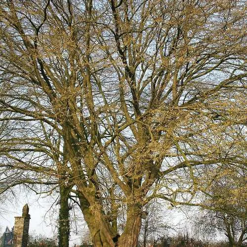 Carpinus betulus - Hornbeam