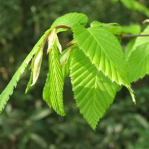 Carpinus betulus - Hornbeam