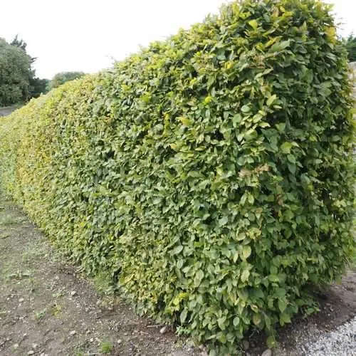 Carpinus betulus - Hornbeam