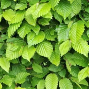 Carpinus betulus - Hornbeam