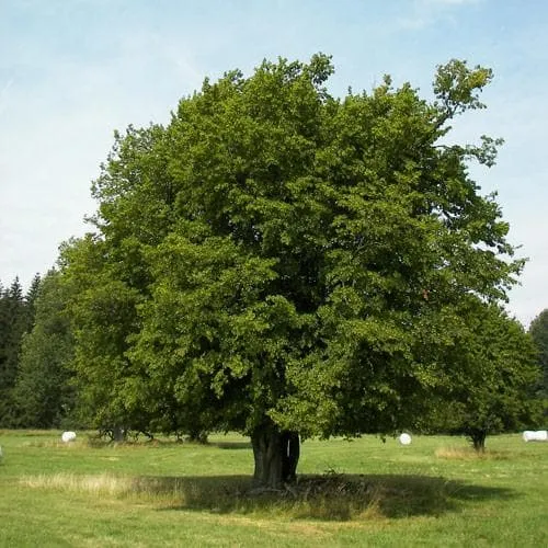 Carpinus betulus - Hornbeam