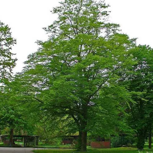 Carpinus betulus - Hornbeam