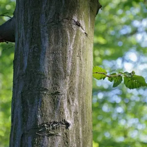 Carpinus betulus - Hornbeam