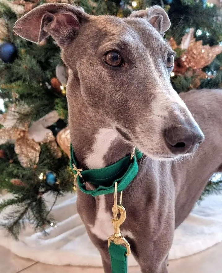 Forest Green martingale collar - Water Resistant