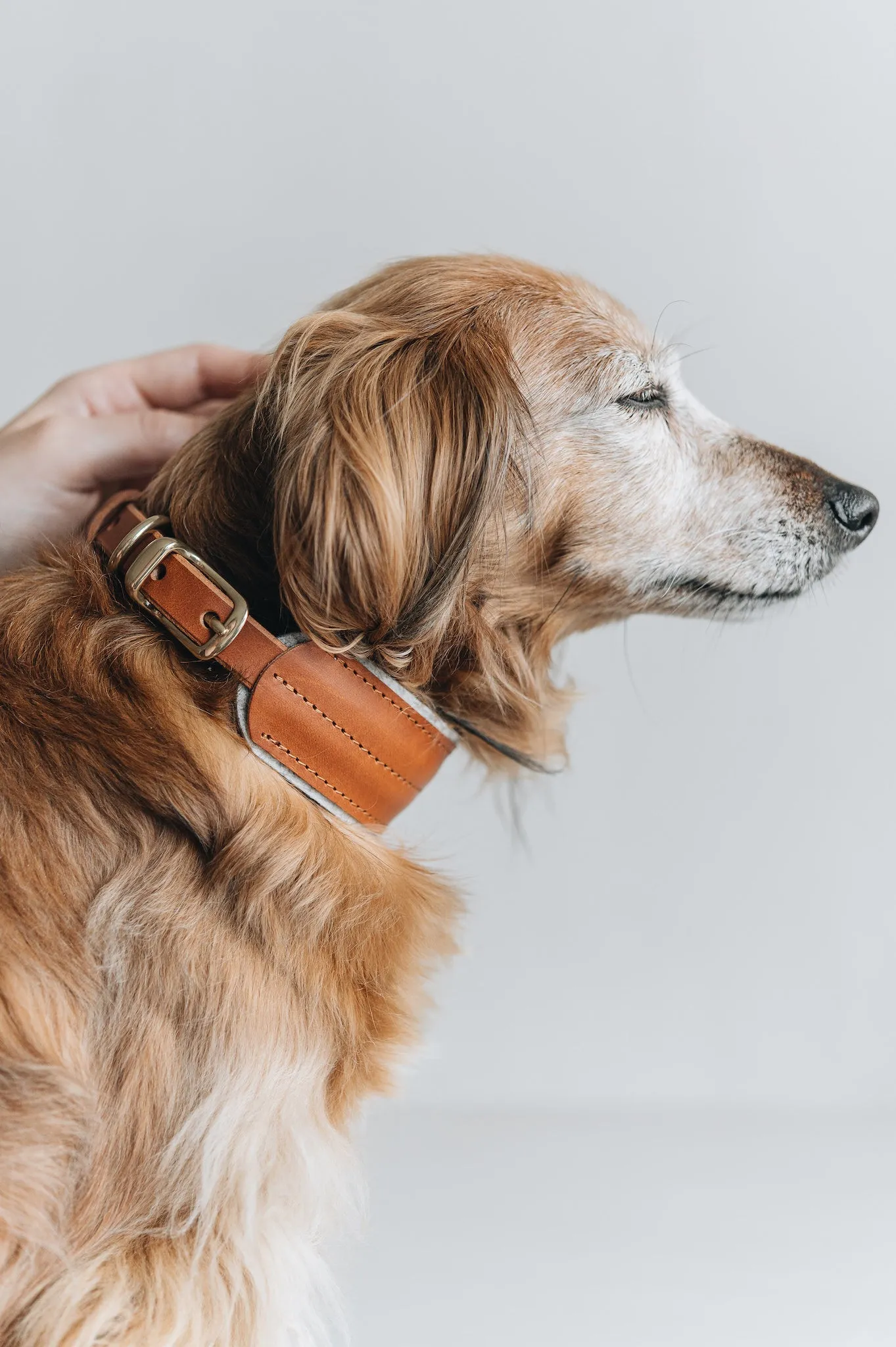 Pine Leather Dog Collar