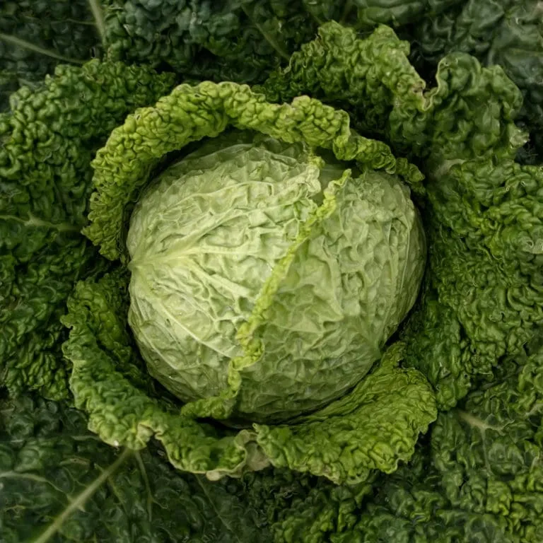 Winter King Savoy Cabbage